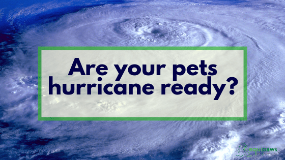 Hurricane readiness in Miami for pets